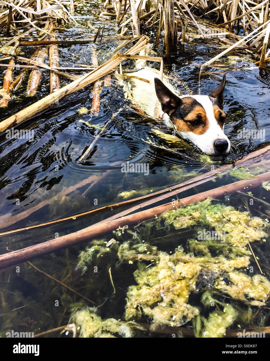 Dog swimming in pond amongst reeds and algae. - Smartphone Captured Stock Image