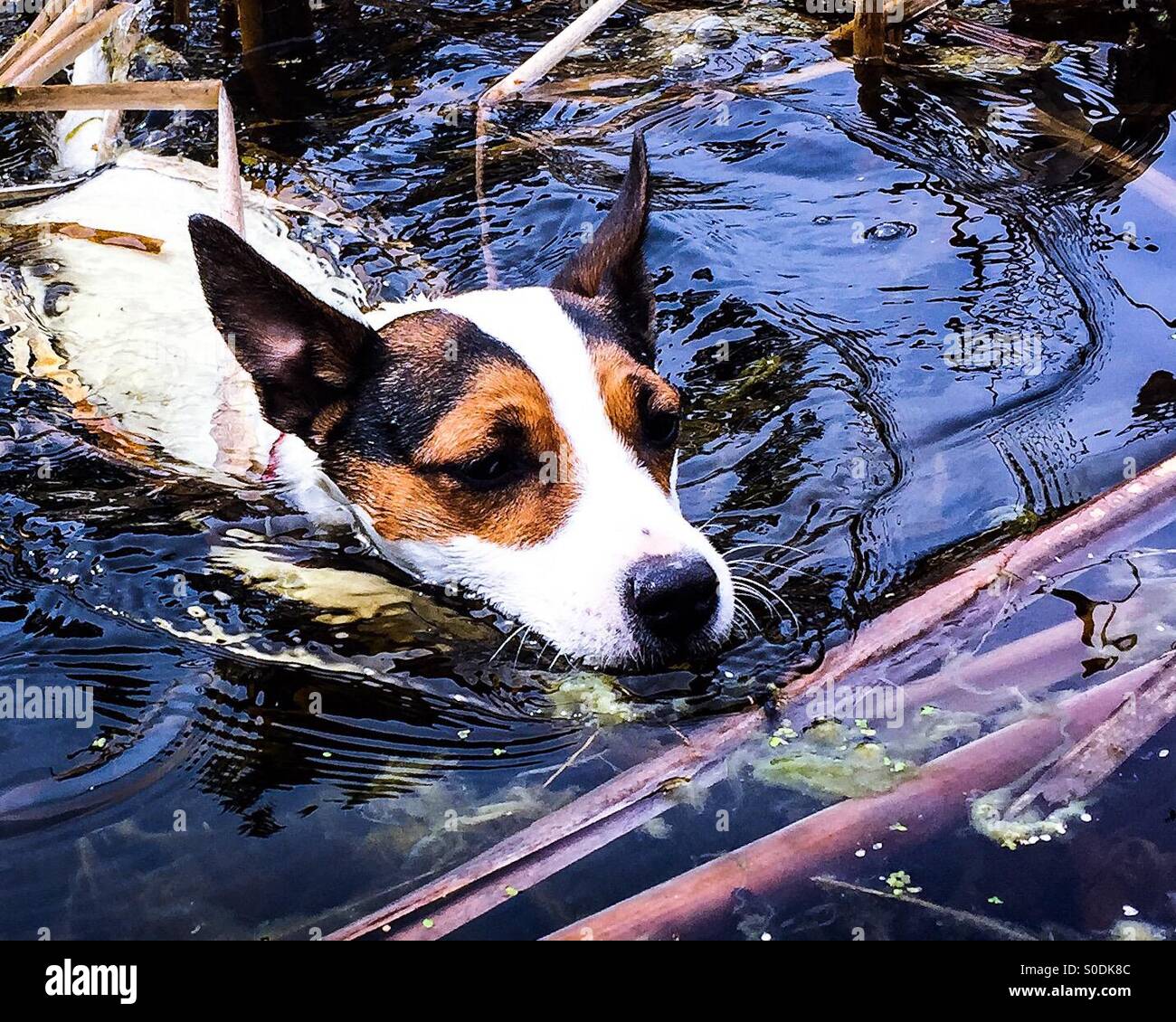 Dog swimming in lake. - Smartphone Captured Stock Image
