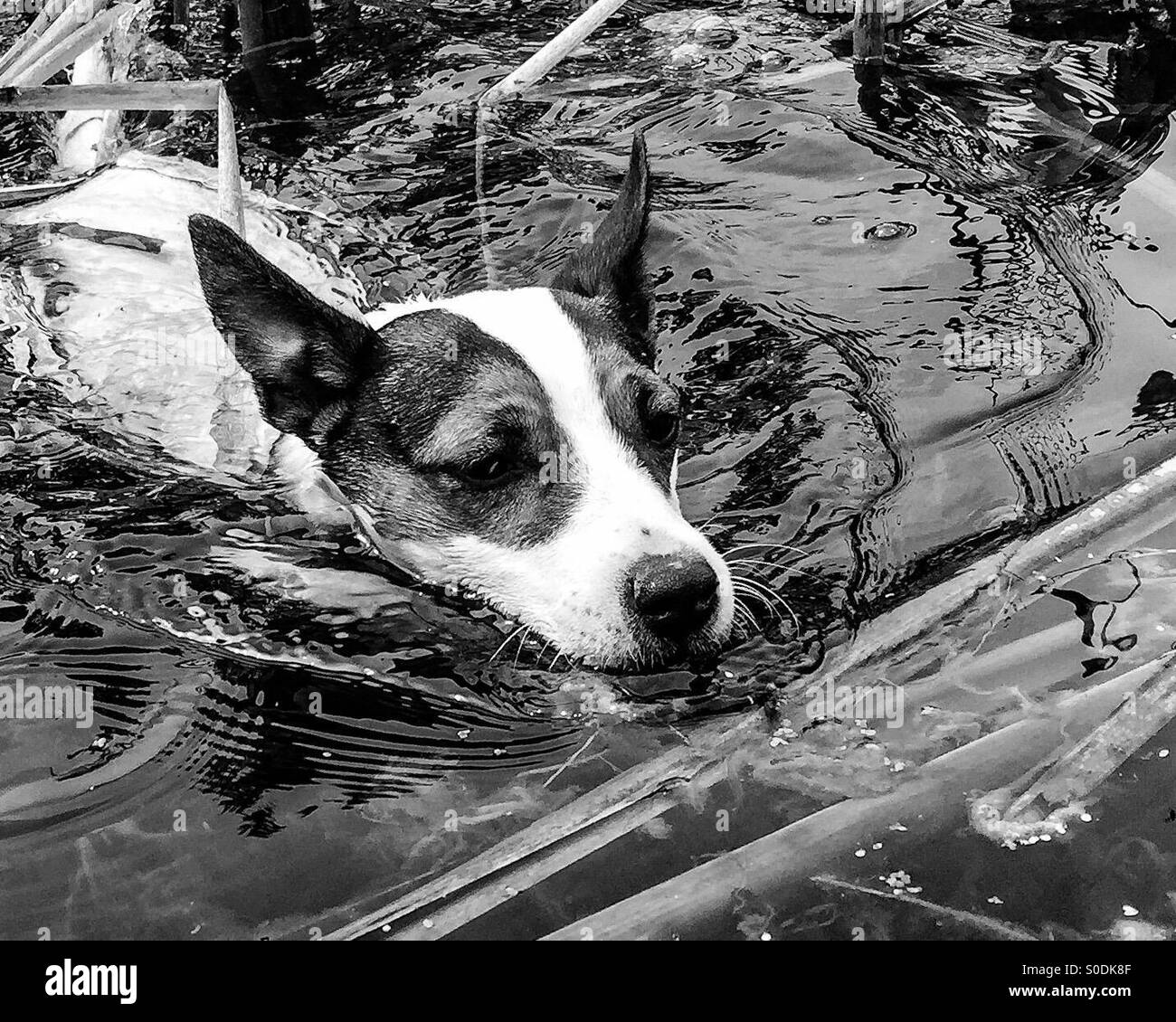 Dog swimming in lake; in black and white. - Smartphone Captured Stock Image