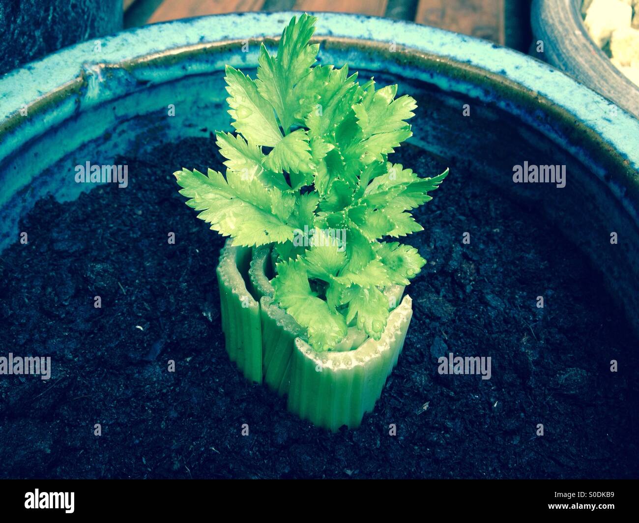 Celery from scrap Stock Photo Alamy