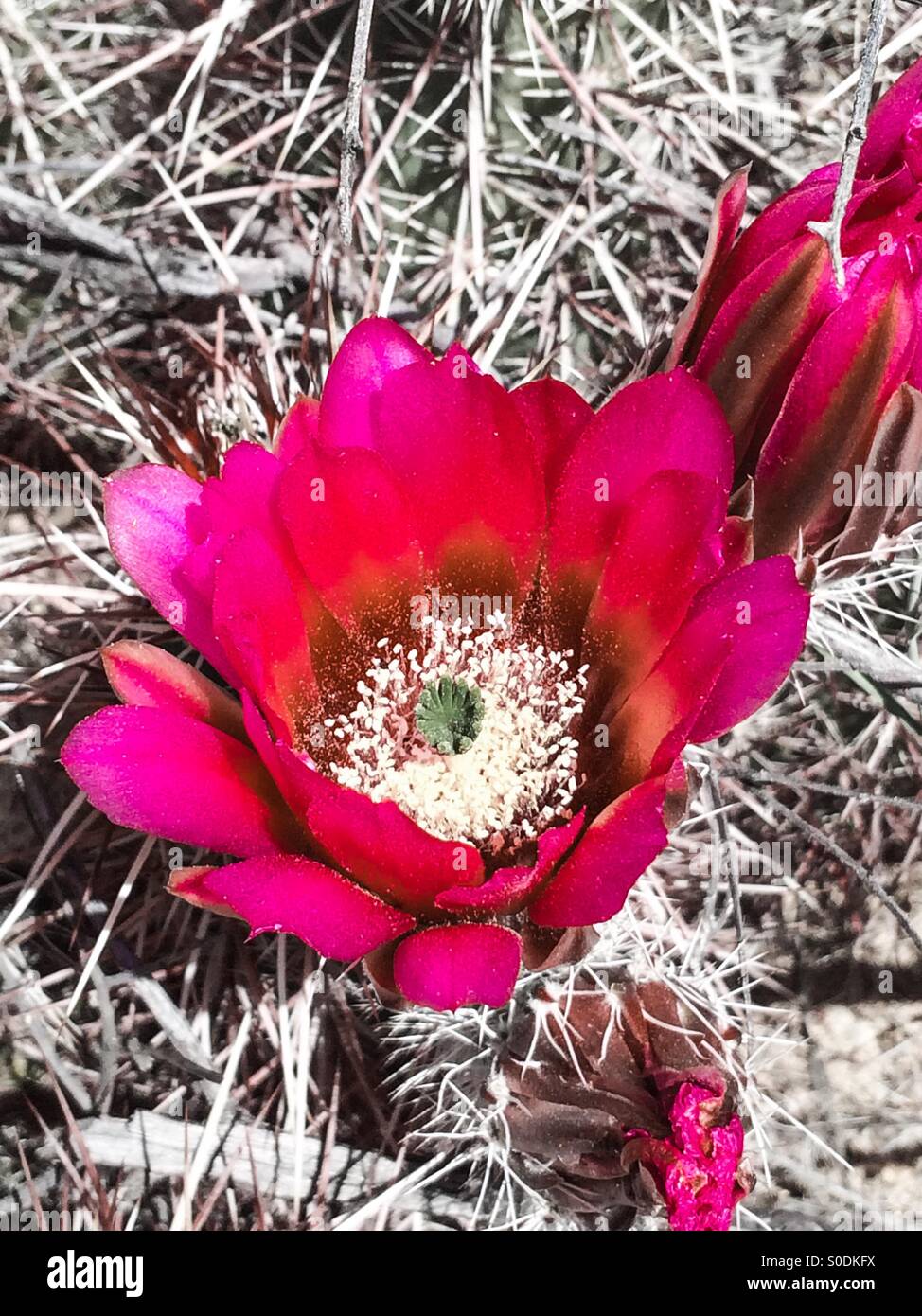 Flower blossom on a cactus plant at Joshua Tree National Park, California USA - Smartphone Captured Stock Image