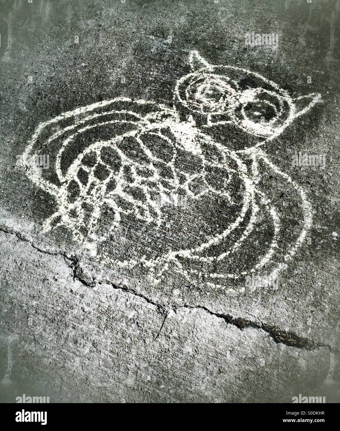 Owl - Smartphone Captured Stock Image