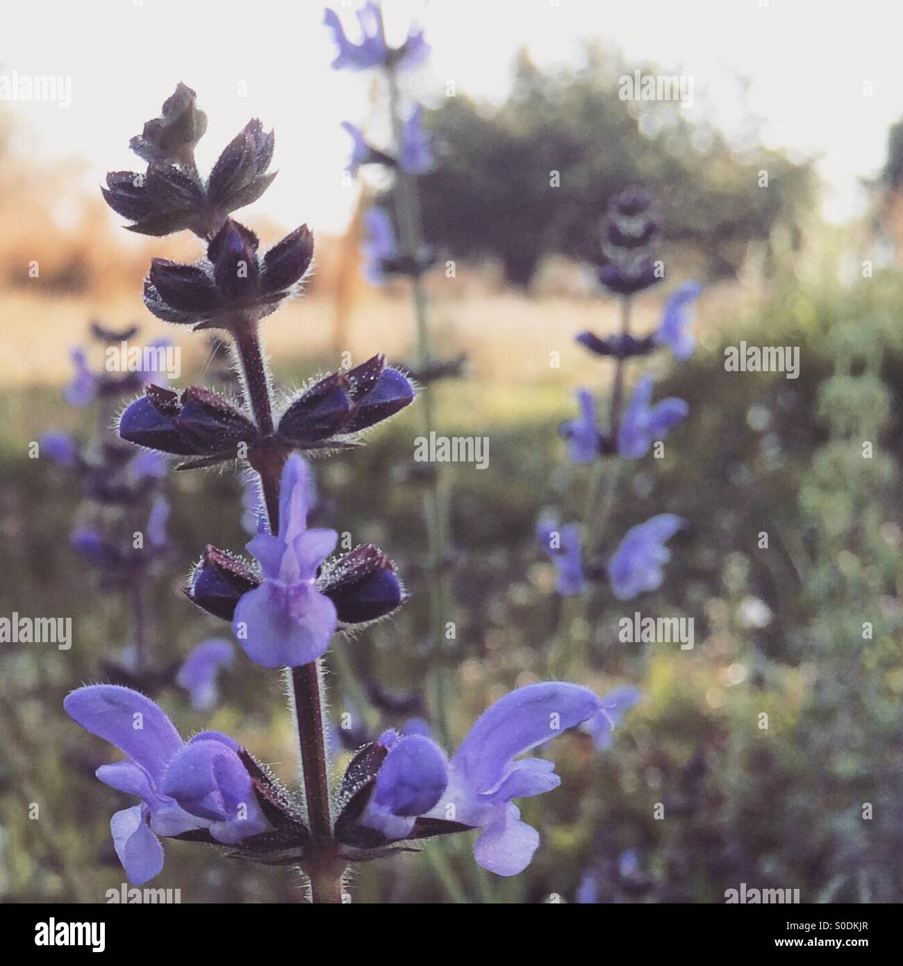 Purple flowers in a field - Smartphone Captured Stock Image