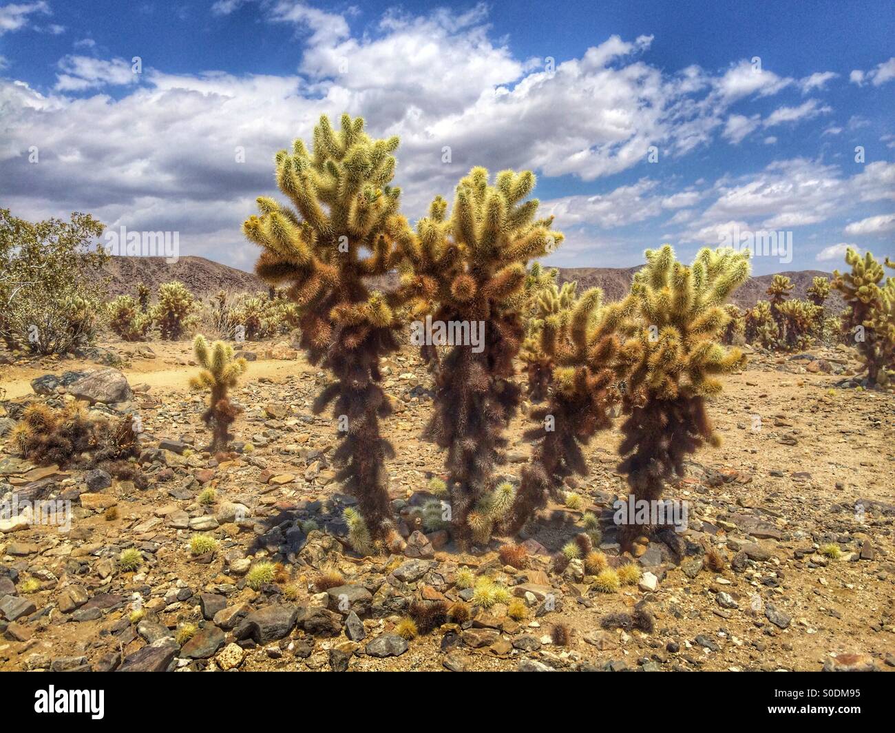 Cholla cacti plants at Joshua Tree National Park, California USA using HDR (High Dynamic Range) - Smartphone Captured Stock Image