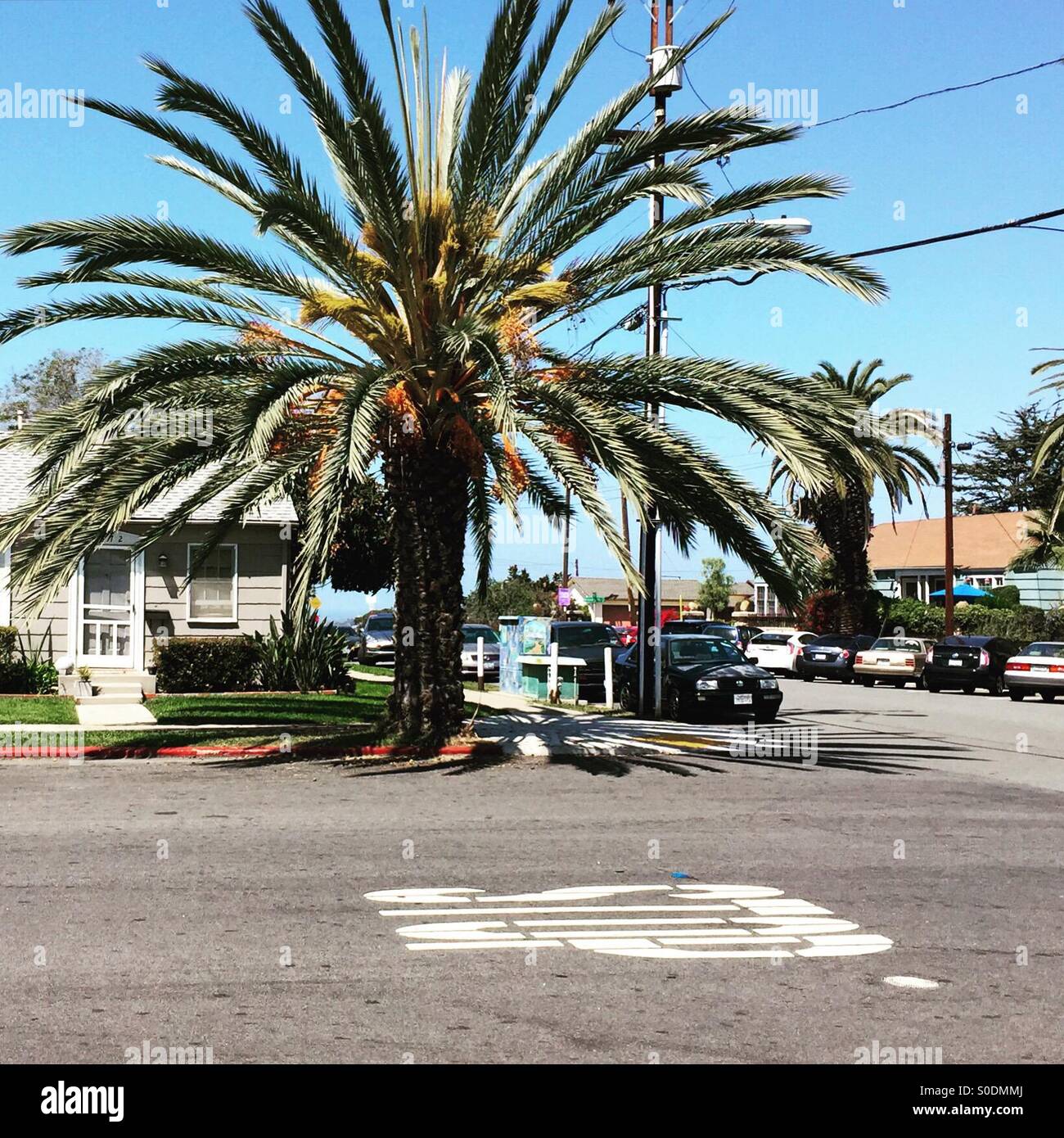 Large Palm tree Stock Photo Alamy