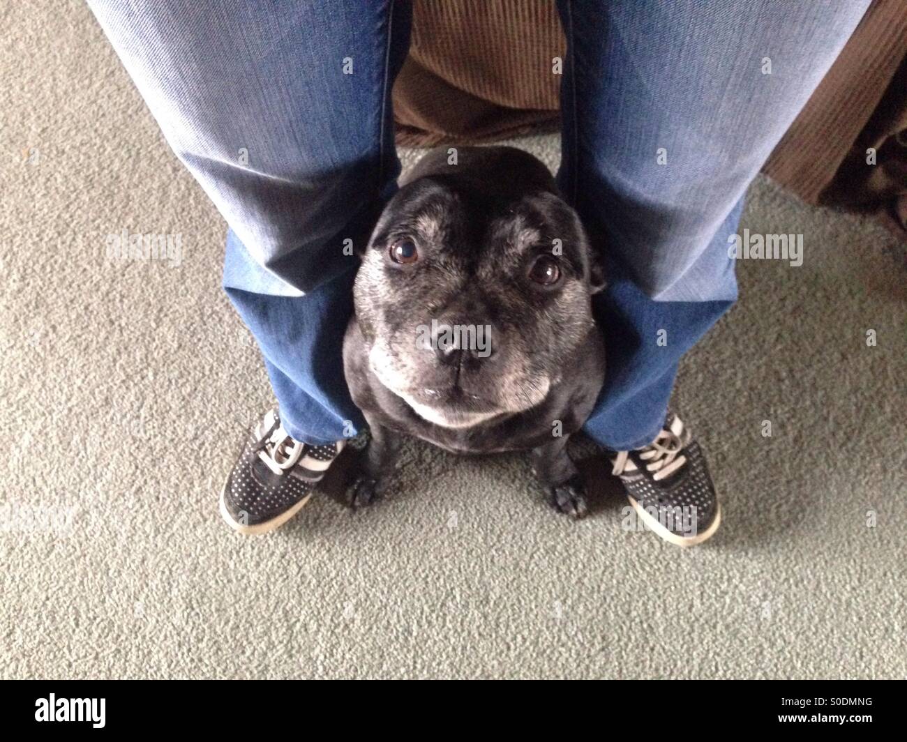 Staffordshire Terrier dog in between owners legs - Smartphone Captured Stock Image