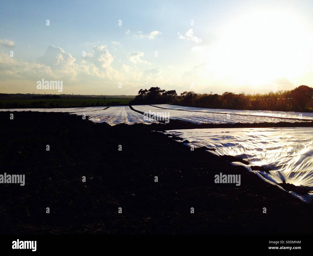 Potatoes being grown under fleece to accelerate growth, Bawdsey, Suffolk, UK. - Smartphone Captured Stock Image Potatoes being grown under fleece to accelerate growth, Bawdsey, Suffolk, UK. - Smartphone Captured Stock Image