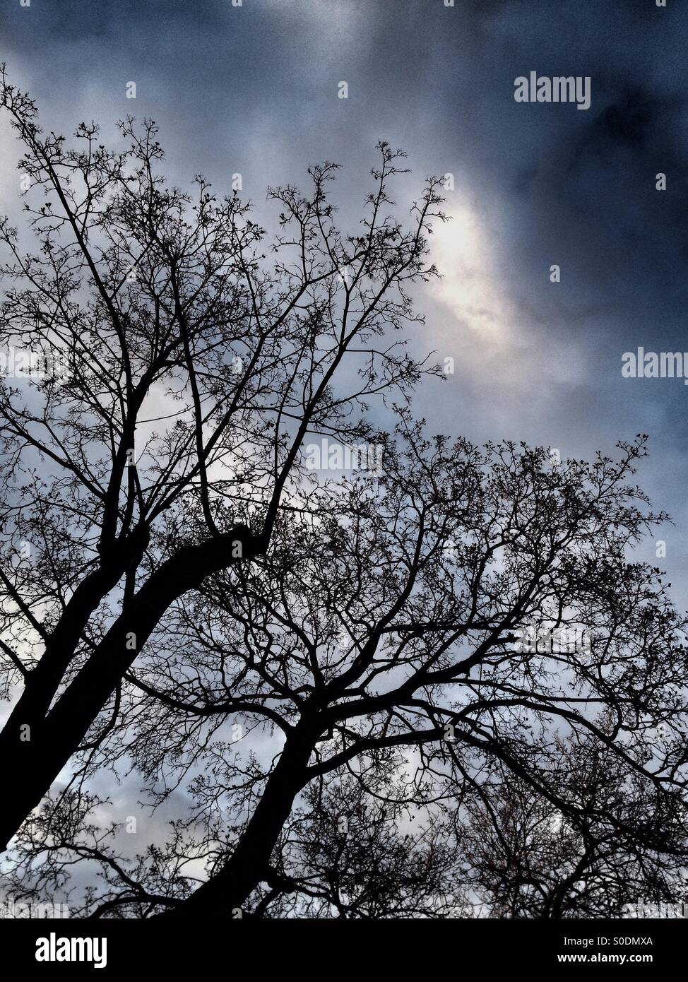 Trees - Smartphone Captured Stock Image