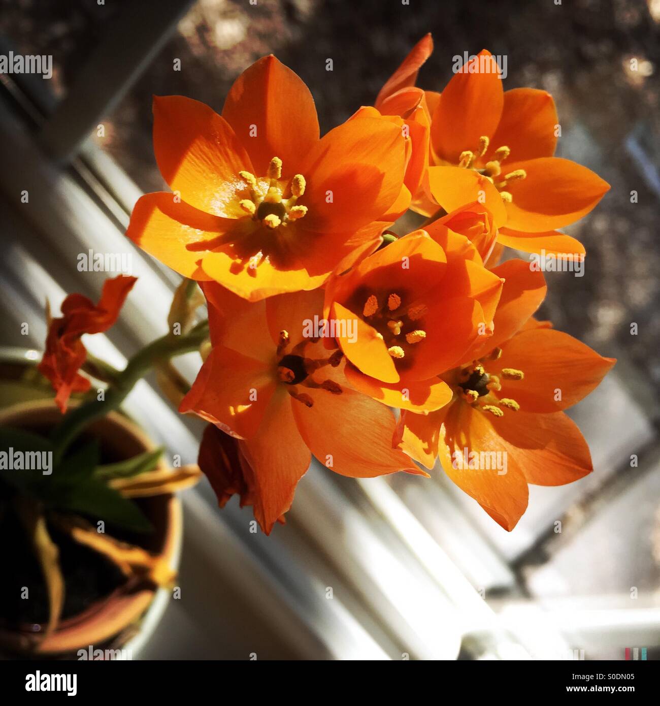 sunlit orange tiny flowers - Smartphone Captured Stock Image