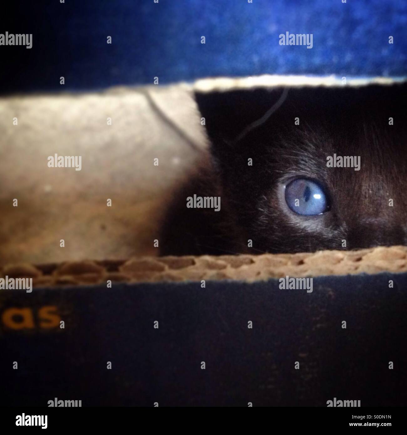 A cat with blue eyes looks from a box in Prado del Rey, Sierra de Cadiz, Andalusia, Spain - Smartphone Captured Stock Image