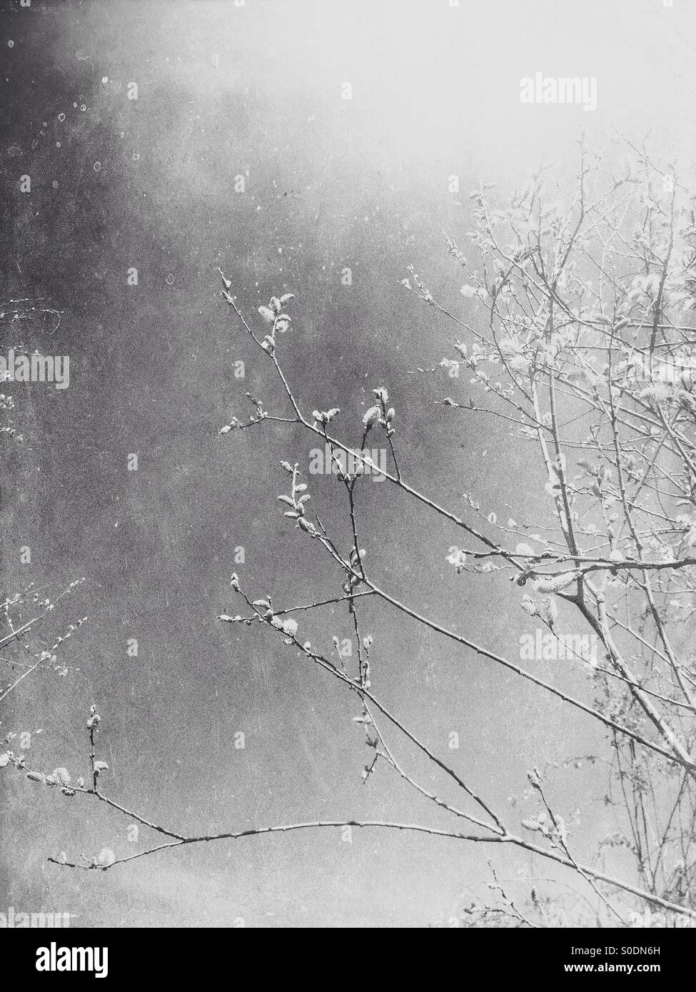 Palm tree Stock Photo