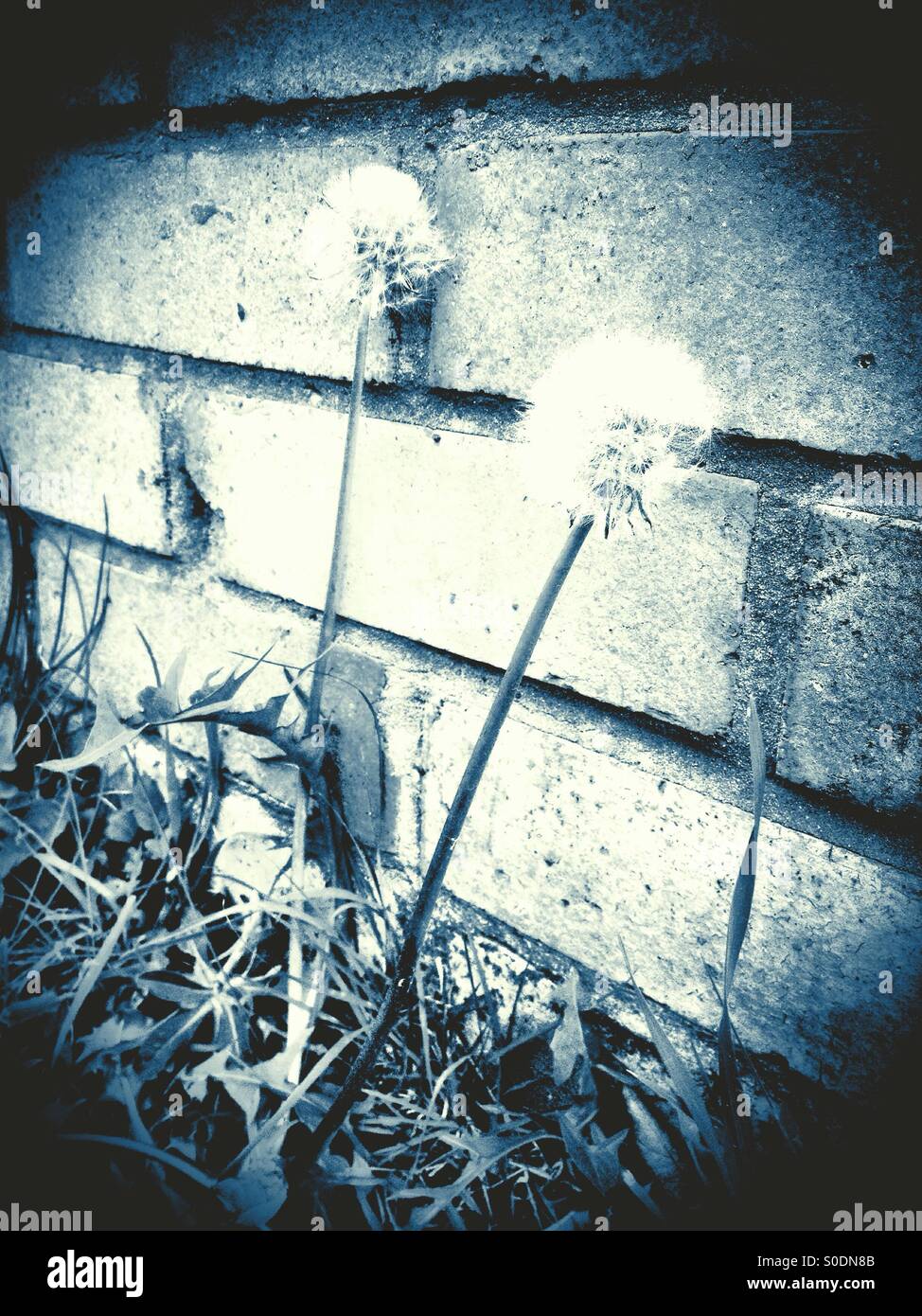 Garden weeds against wall hi-res stock photography and images - Alamy