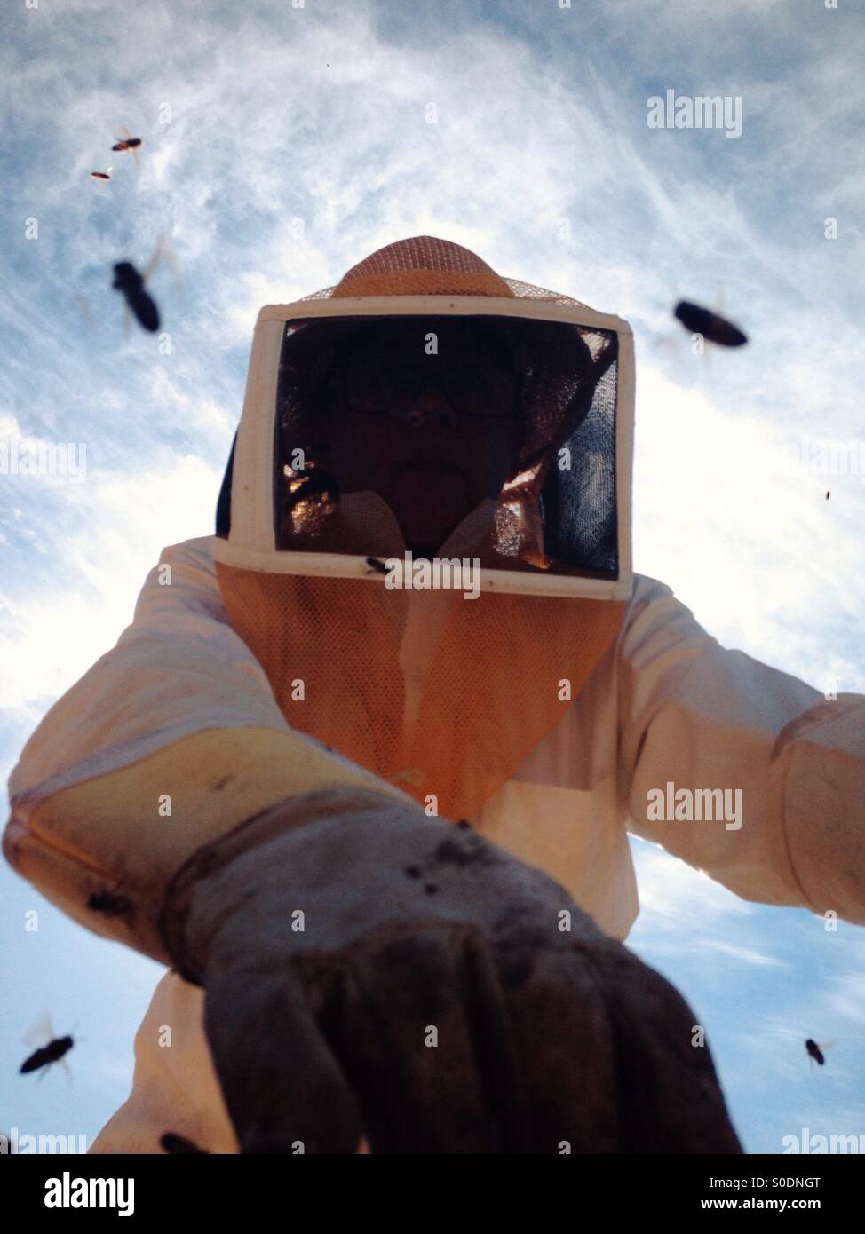 Beekeeper with bees Stock Photo