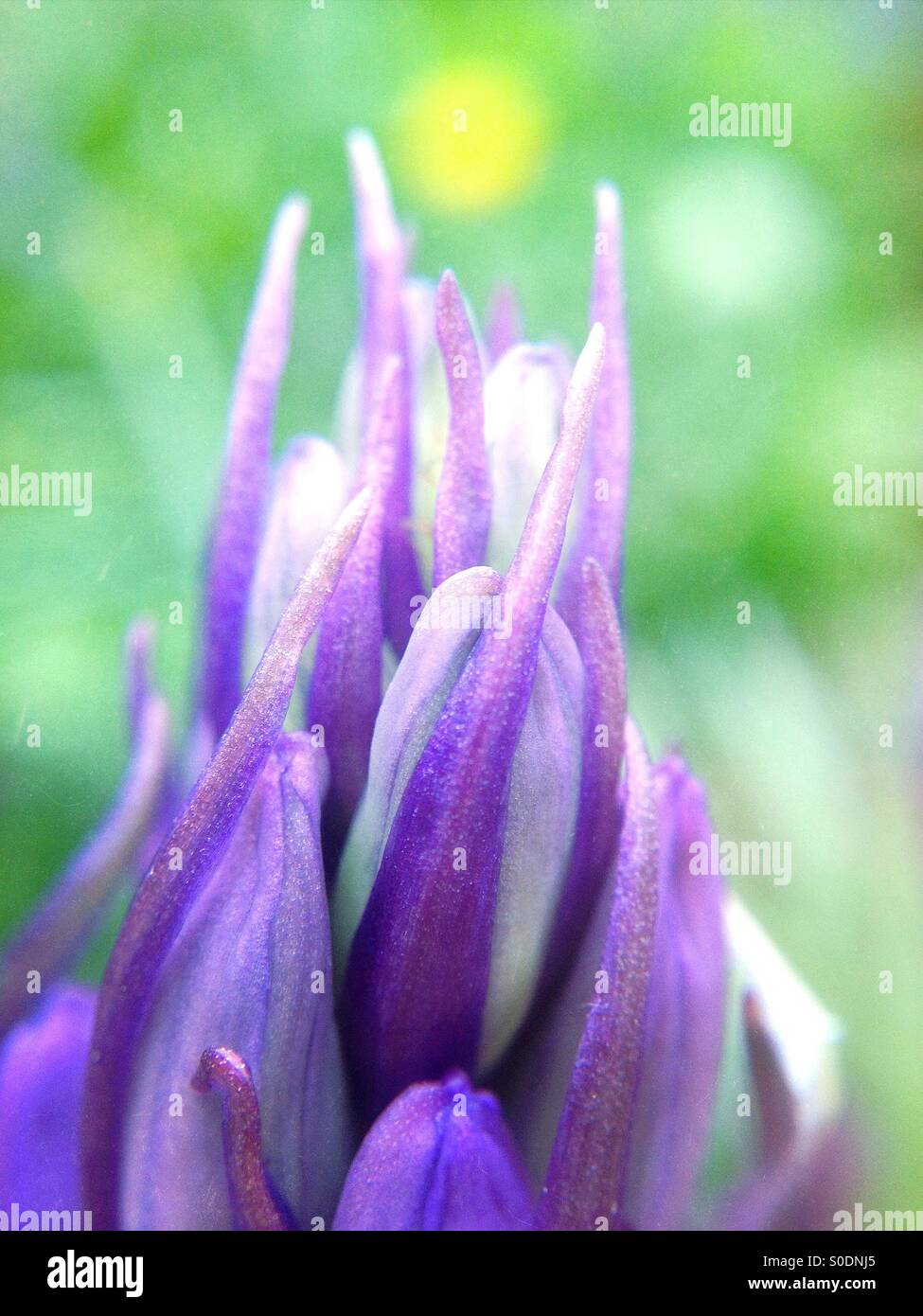 Bluebell flower - Smartphone Captured Stock Image