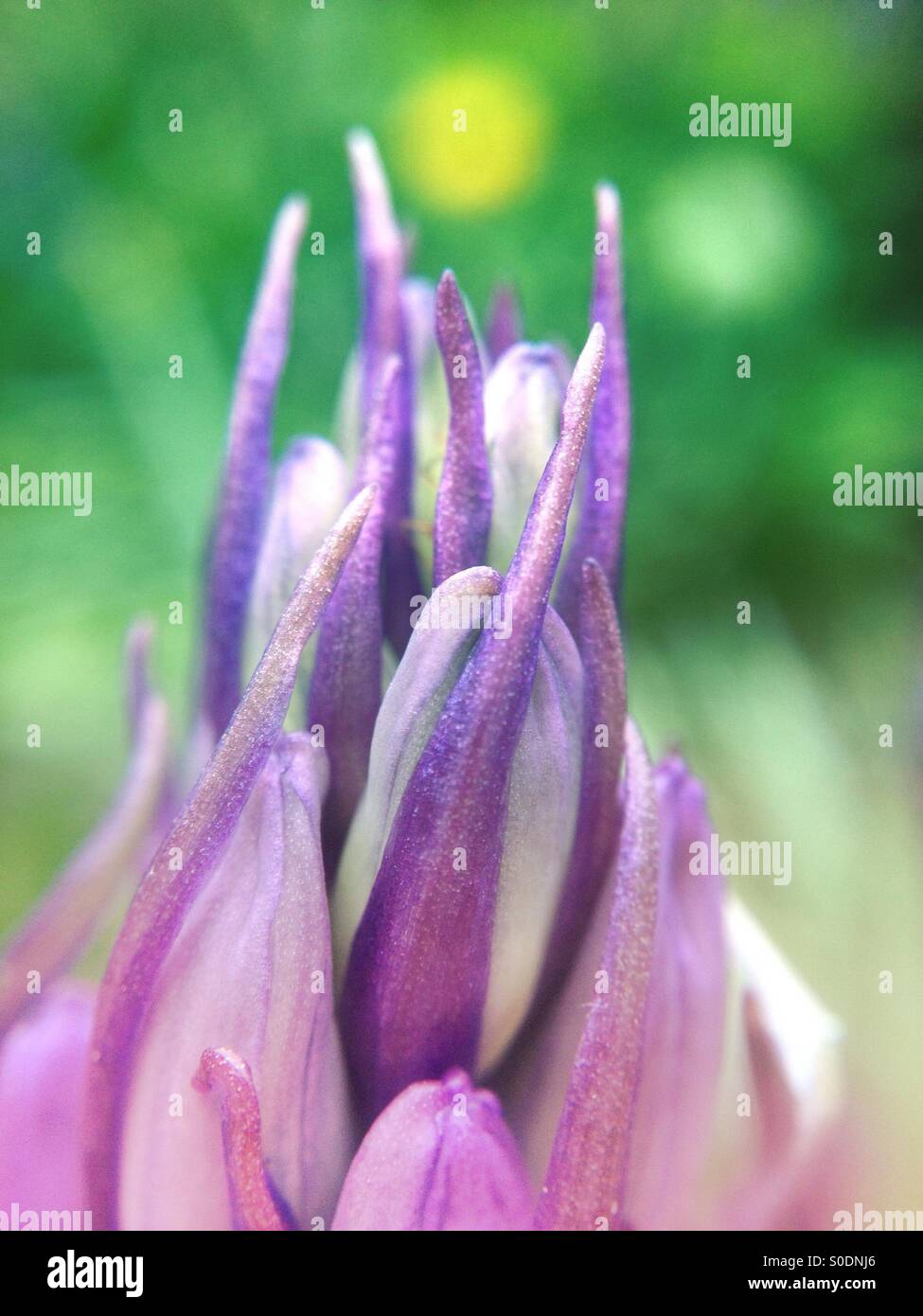 Bluebell flower - Smartphone Captured Stock Image