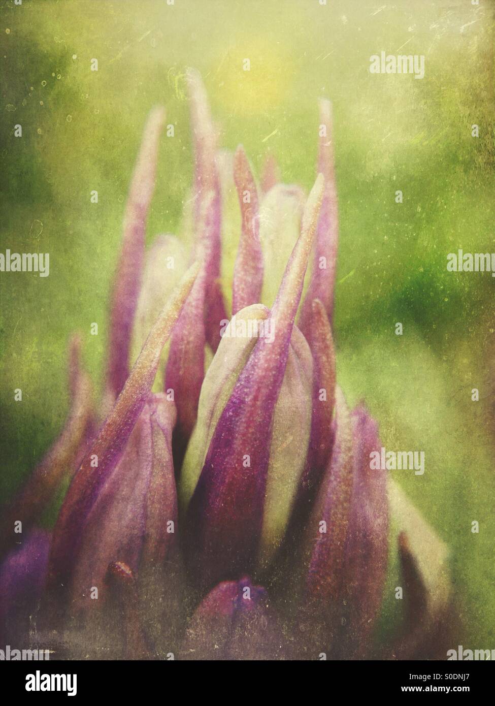 Bluebell flower - Smartphone Captured Stock Image