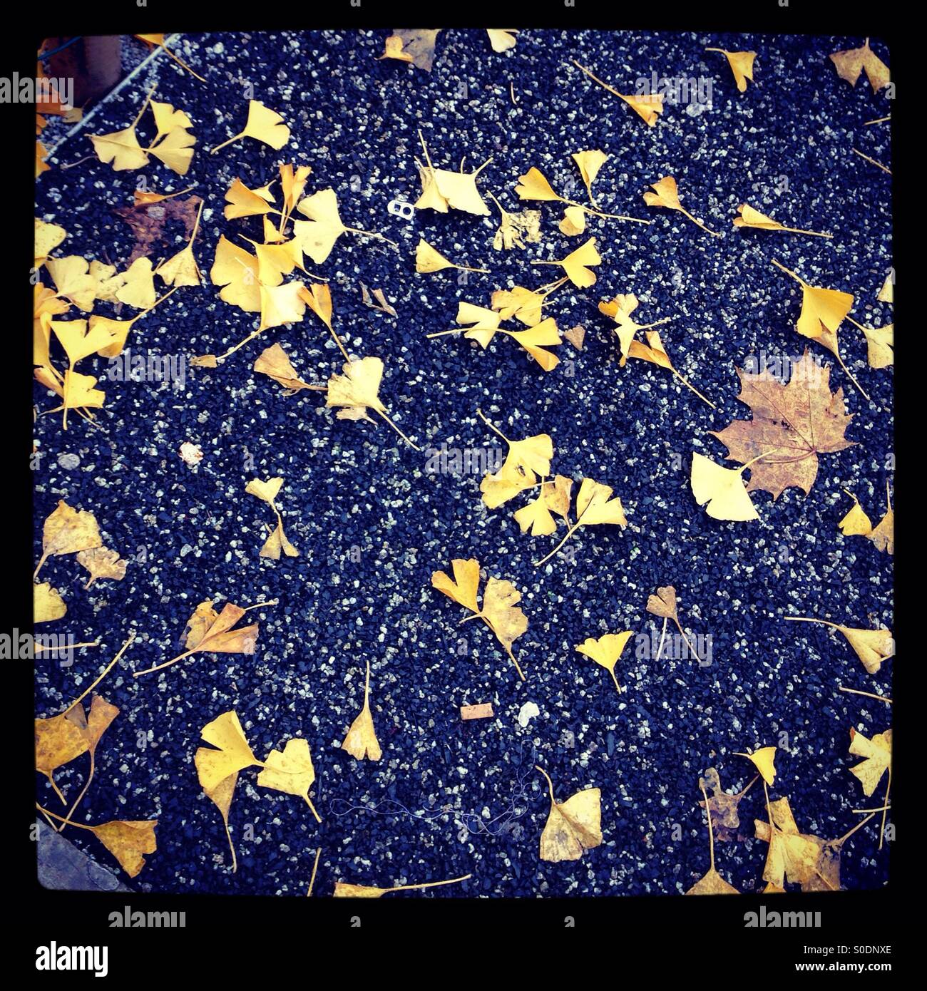 Autumn leaves I I - Smartphone Captured Stock Image