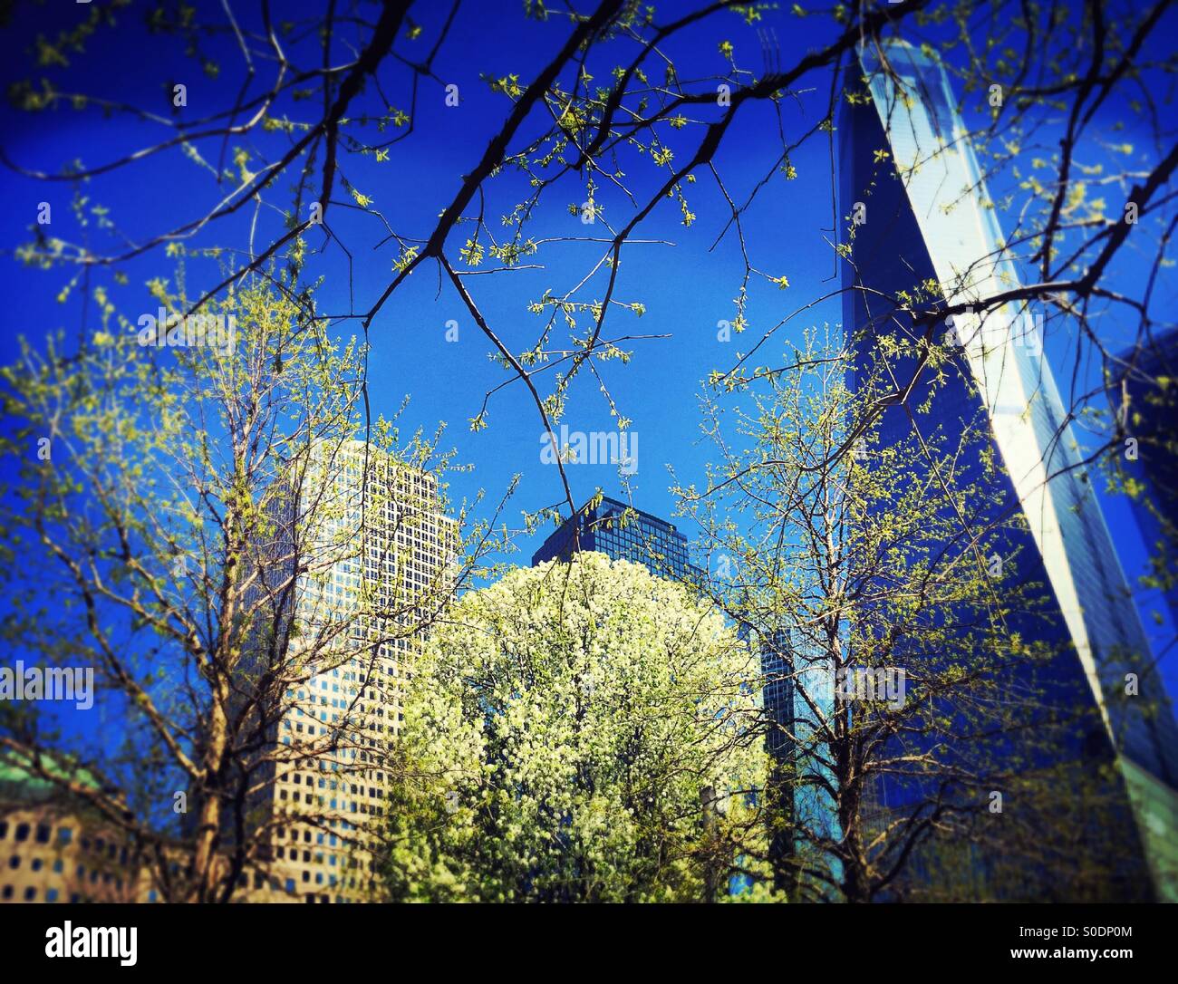 The Inspiring Story of THE SURVIVOR TREE in full bloom at the 9/11 MEMORIAL  in NEW YORK CITY 