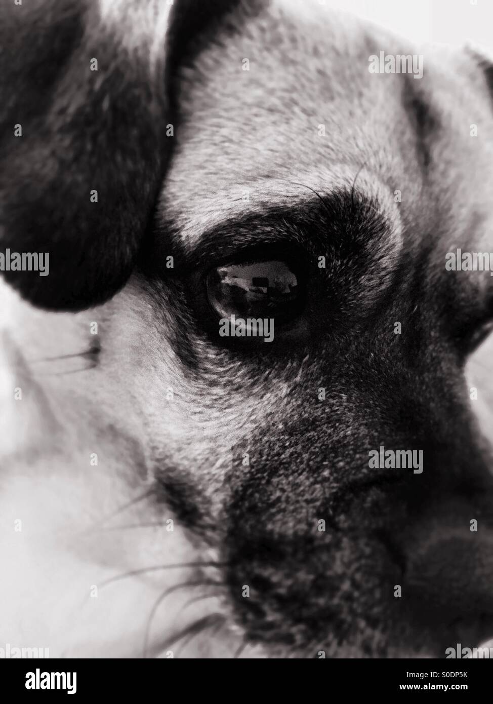 Archibald jack hires stock photography and images Alamy