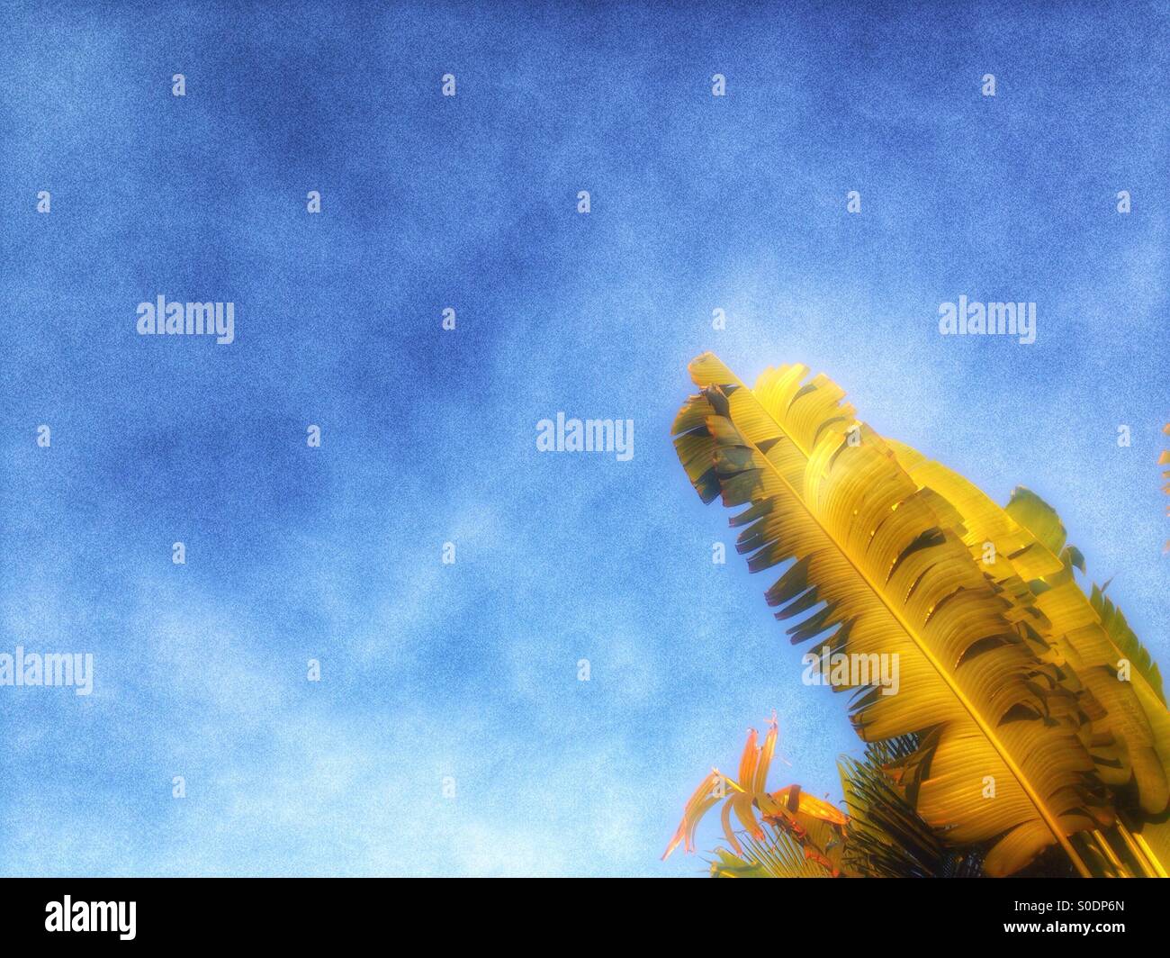 Palm tree - Smartphone Captured Stock Image