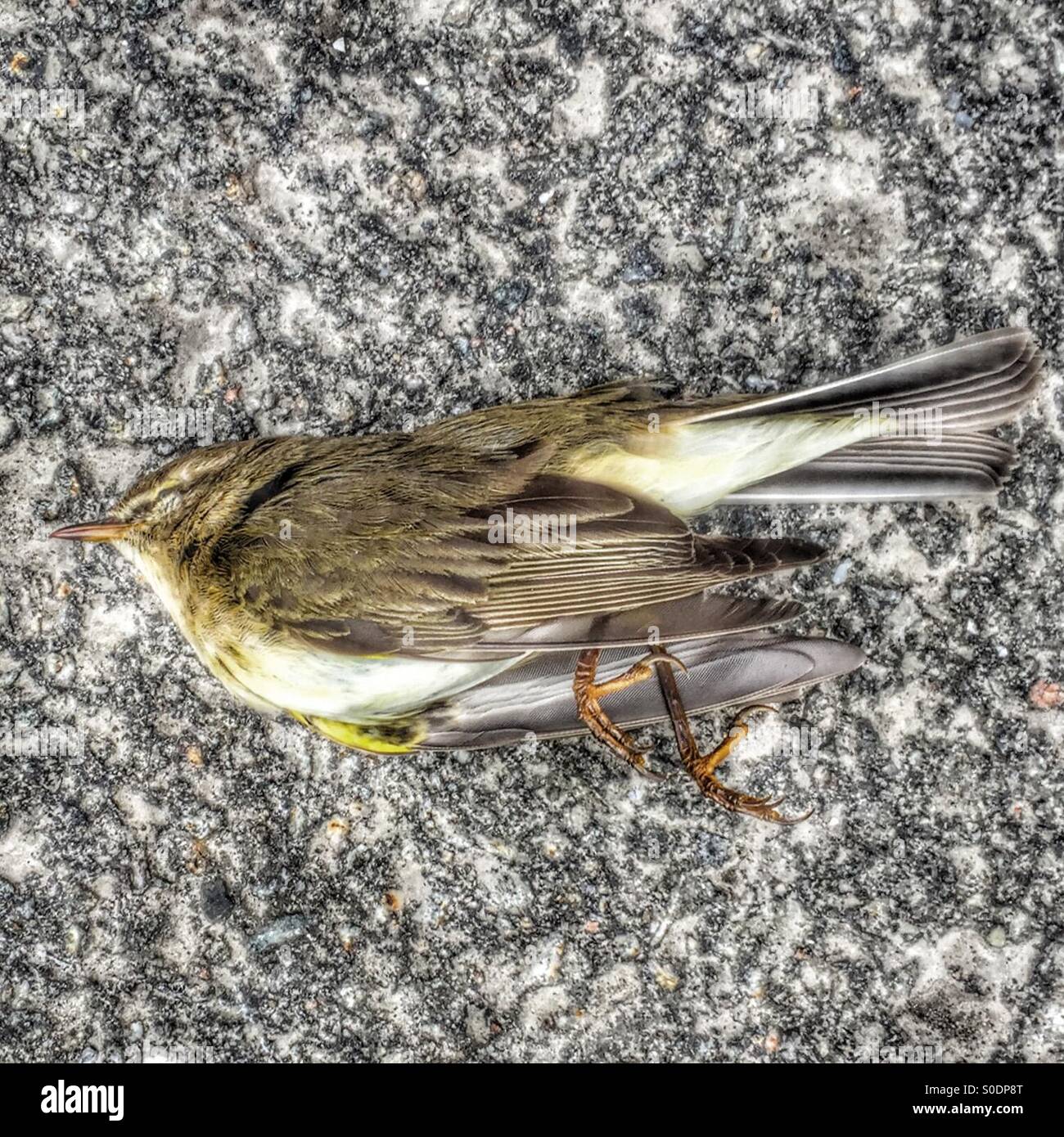 Dead bird Stock Photo