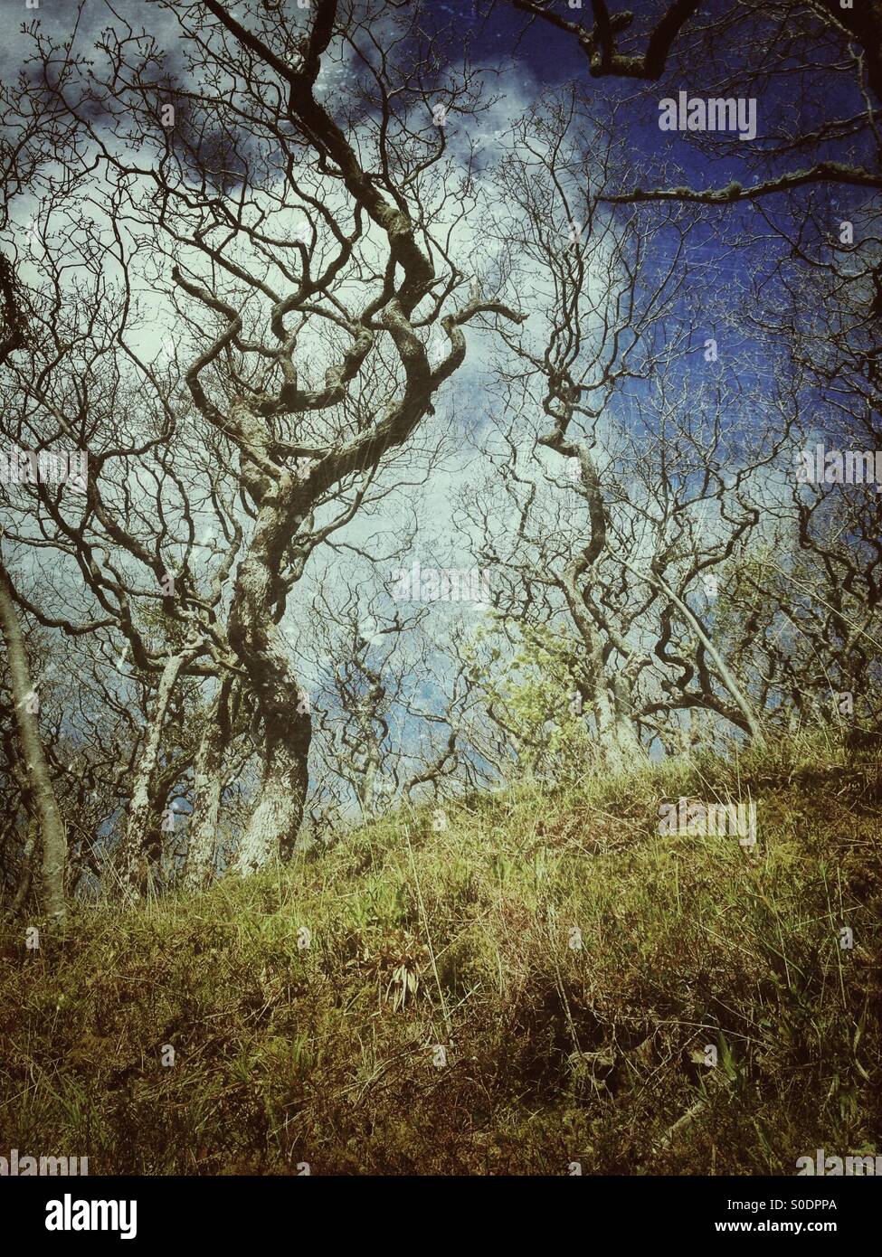 Oak woodland at Watersmeet, Devon, England, UK - Smartphone Captured Stock Image
