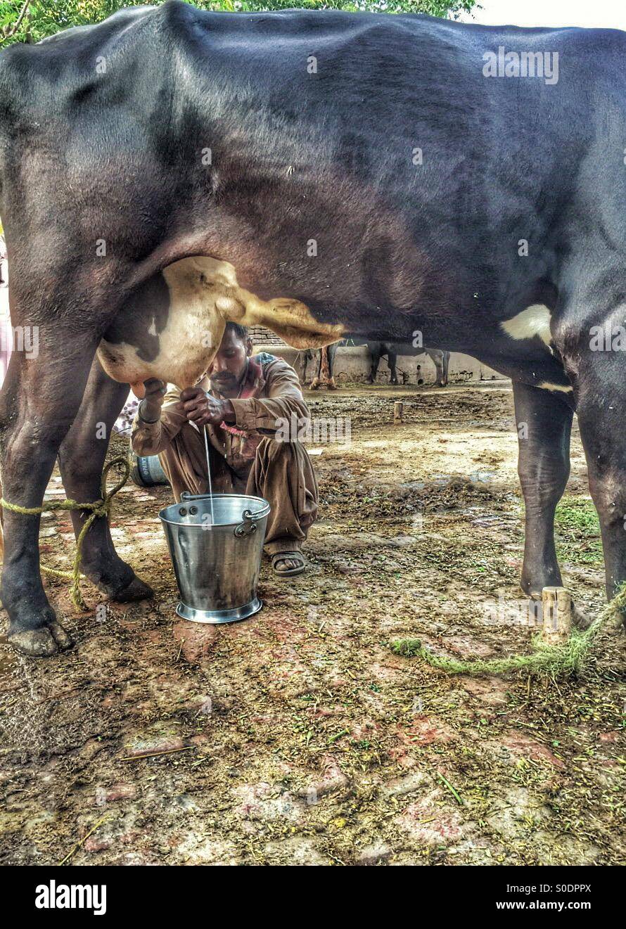 Farmer milking buffalo in Kharian village Pakistan - Smartphone Captured Stock Image