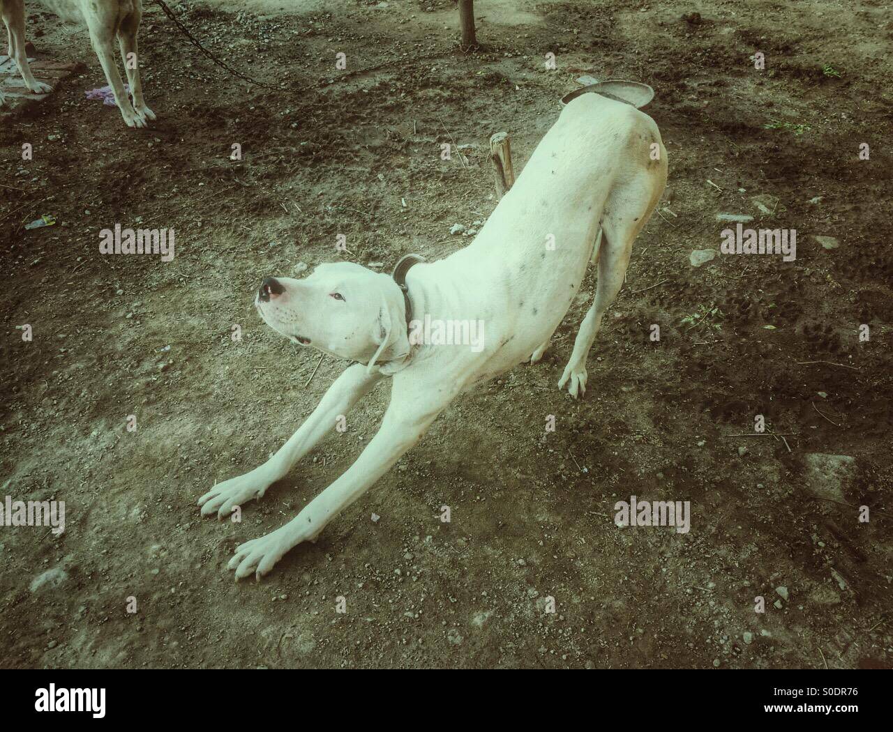Argentinian dog stretching in farm Kharian village Pakistan - Smartphone Captured Stock Image