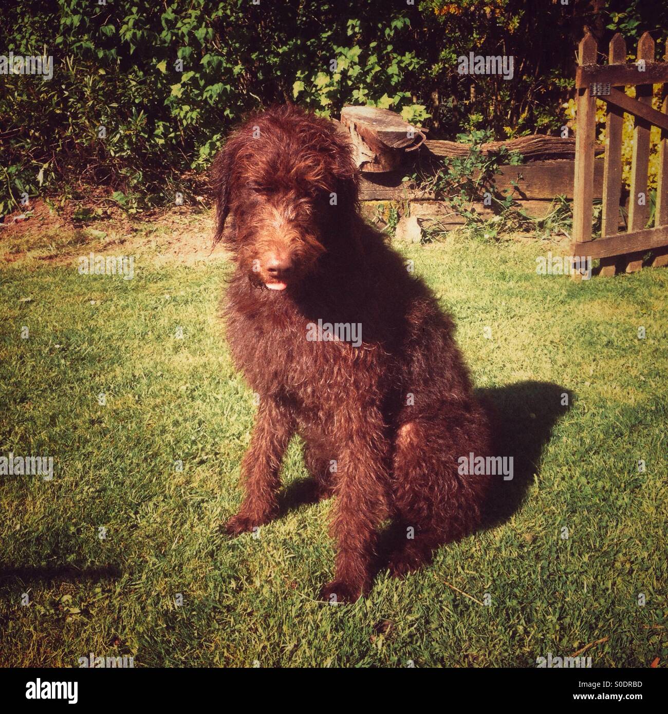 Brown Labradoodle pet dog - Smartphone Captured Stock Image