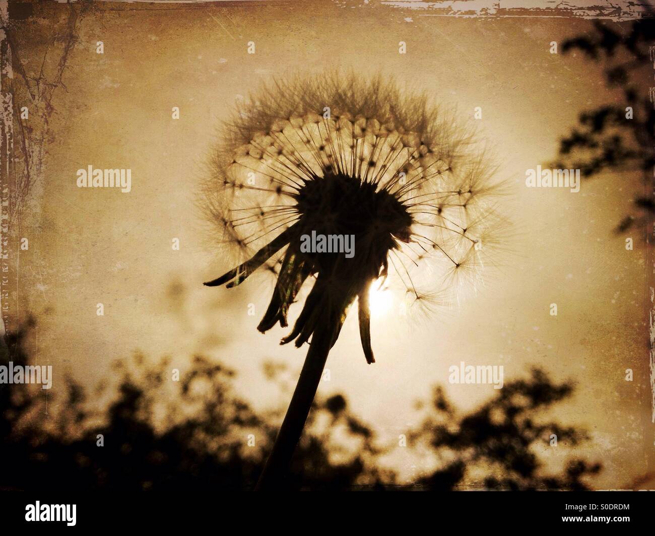 Dandelion seed head backlit by sun - Smartphone Captured Stock Image