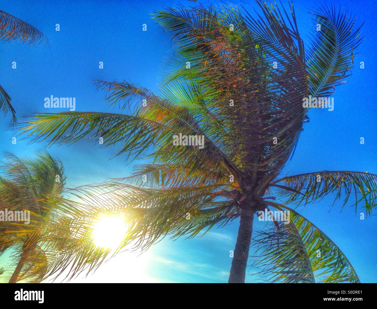 Sun through the palm trees Stock Photo - Alamy