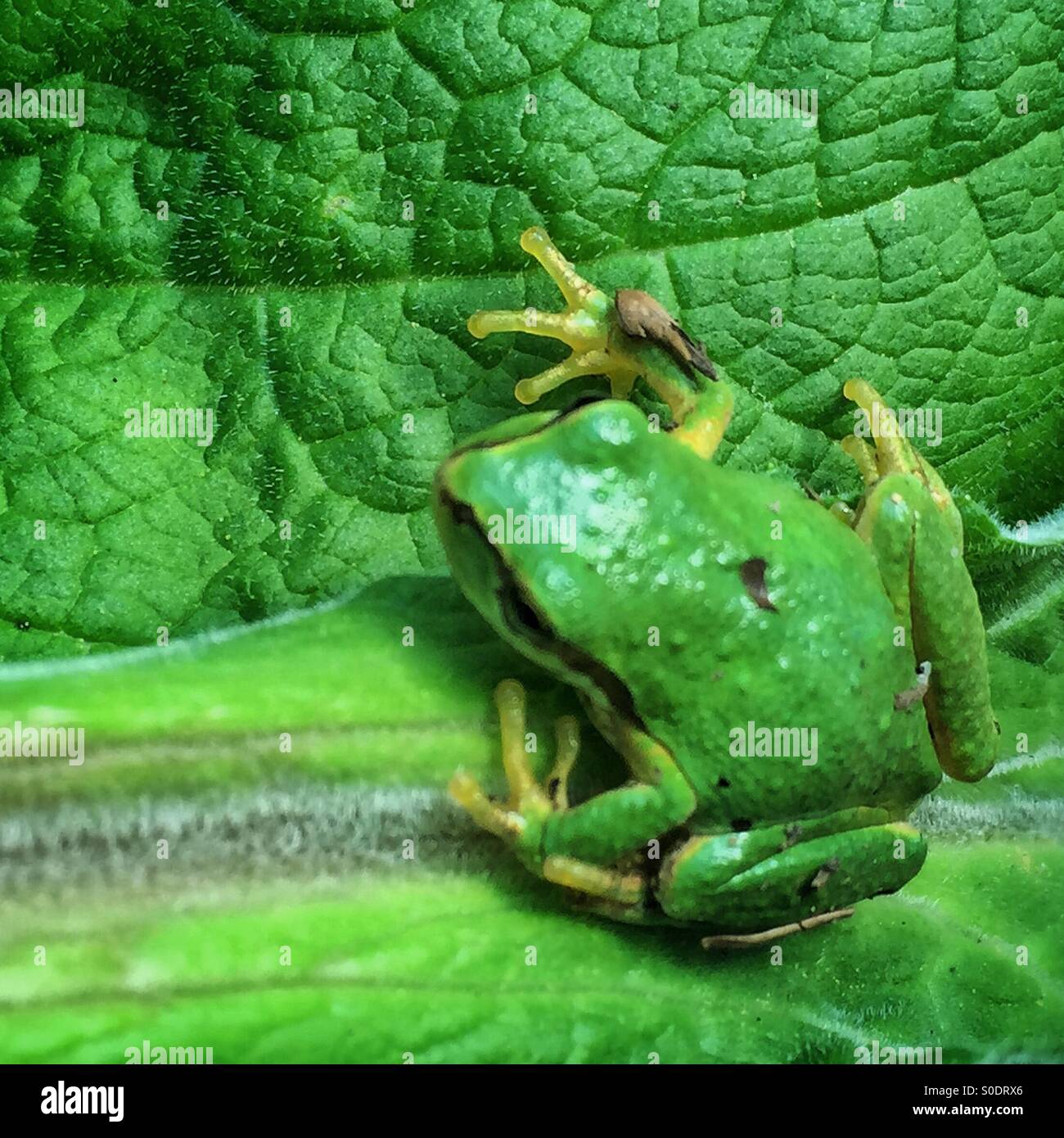 Northwest green frog on green leaf - Smartphone Captured Stock Image