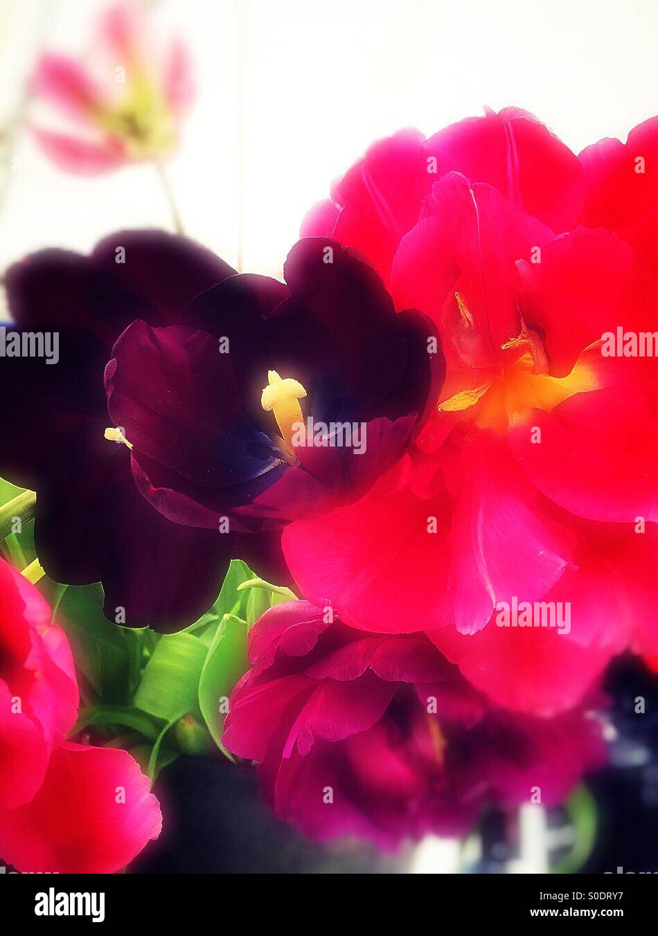 Vibrant red purple flowers hi-res stock photography and images - Alamy