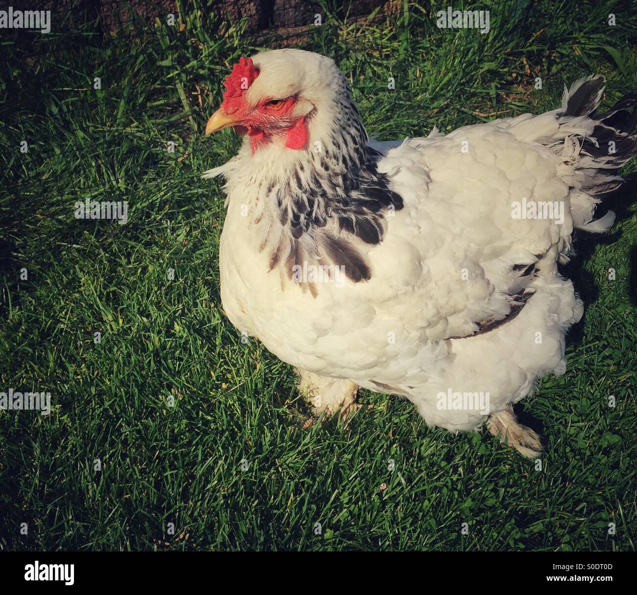 White chicken - Smartphone Captured Stock Image