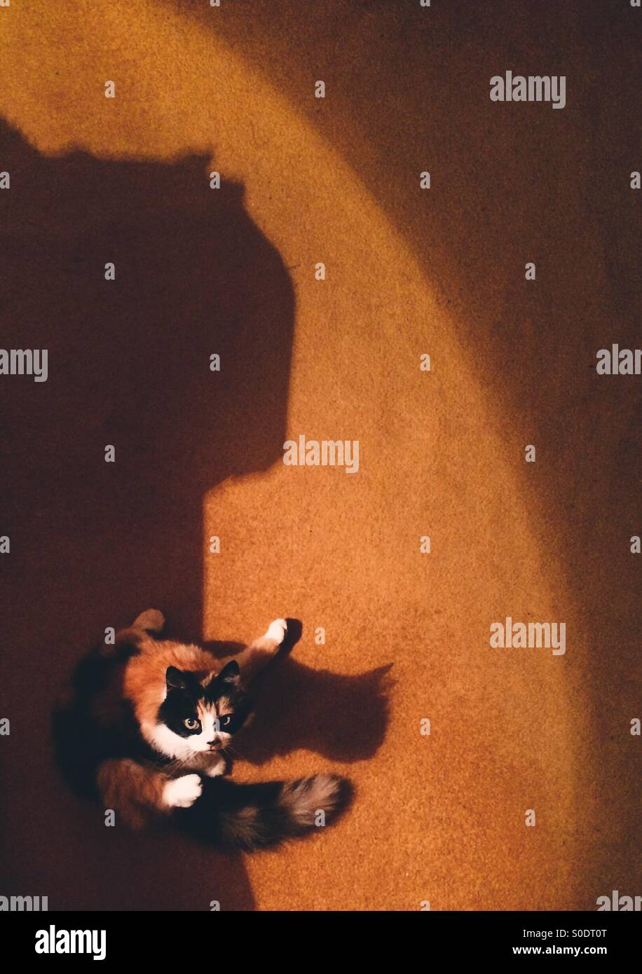Camoflage cat is spooked by shadows Stock Photo