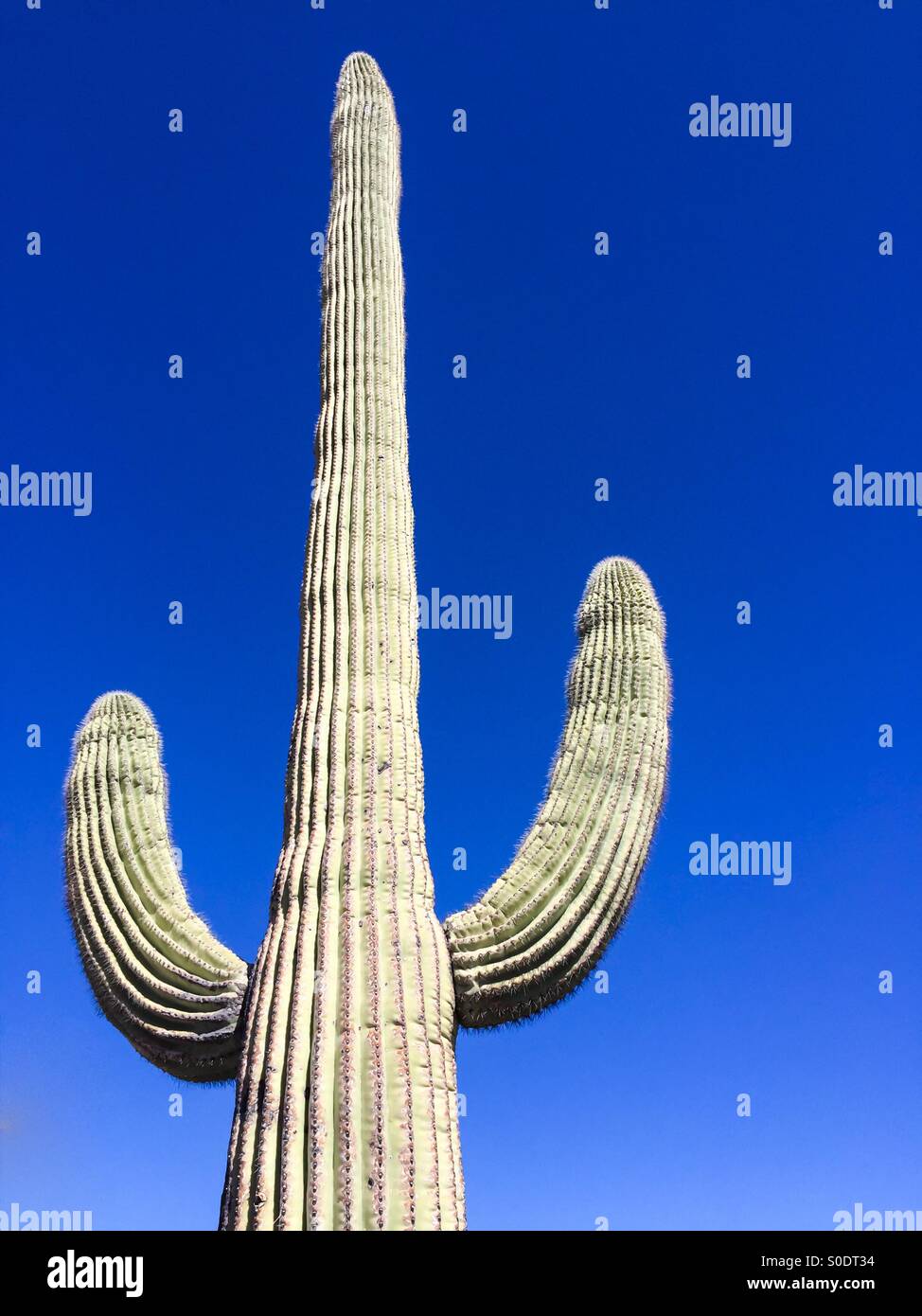 Tall saguaro cactus (binomial name: Caregiea gigantea) with two arms in Saguaro National Park West, Tucson, Arizona, USA Stock Photo