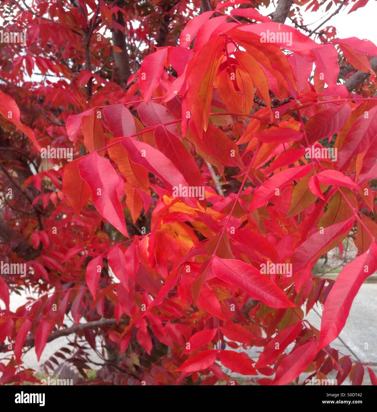Bright orange and red hi-res stock photography and images - Alamy