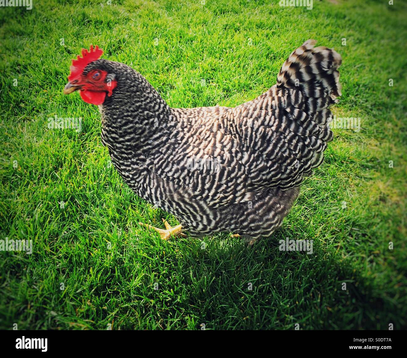 black and white chicken walking on a green lawn - Smartphone Captured Stock Image