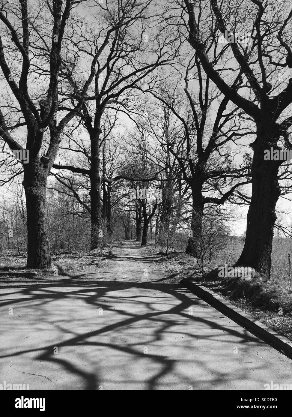 Alley of trees hi-res stock photography and images - Alamy