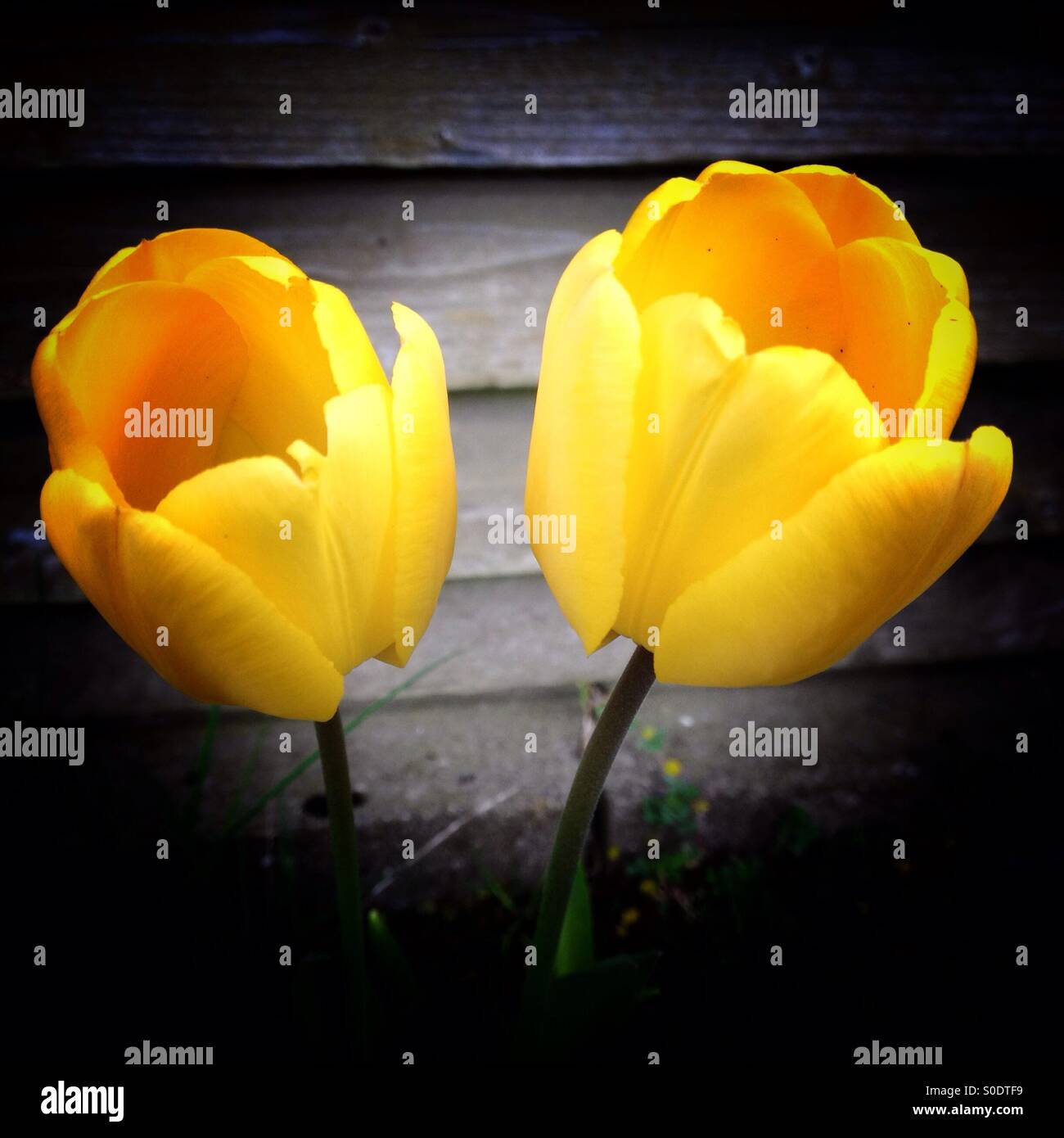 Two tulips Stock Photo