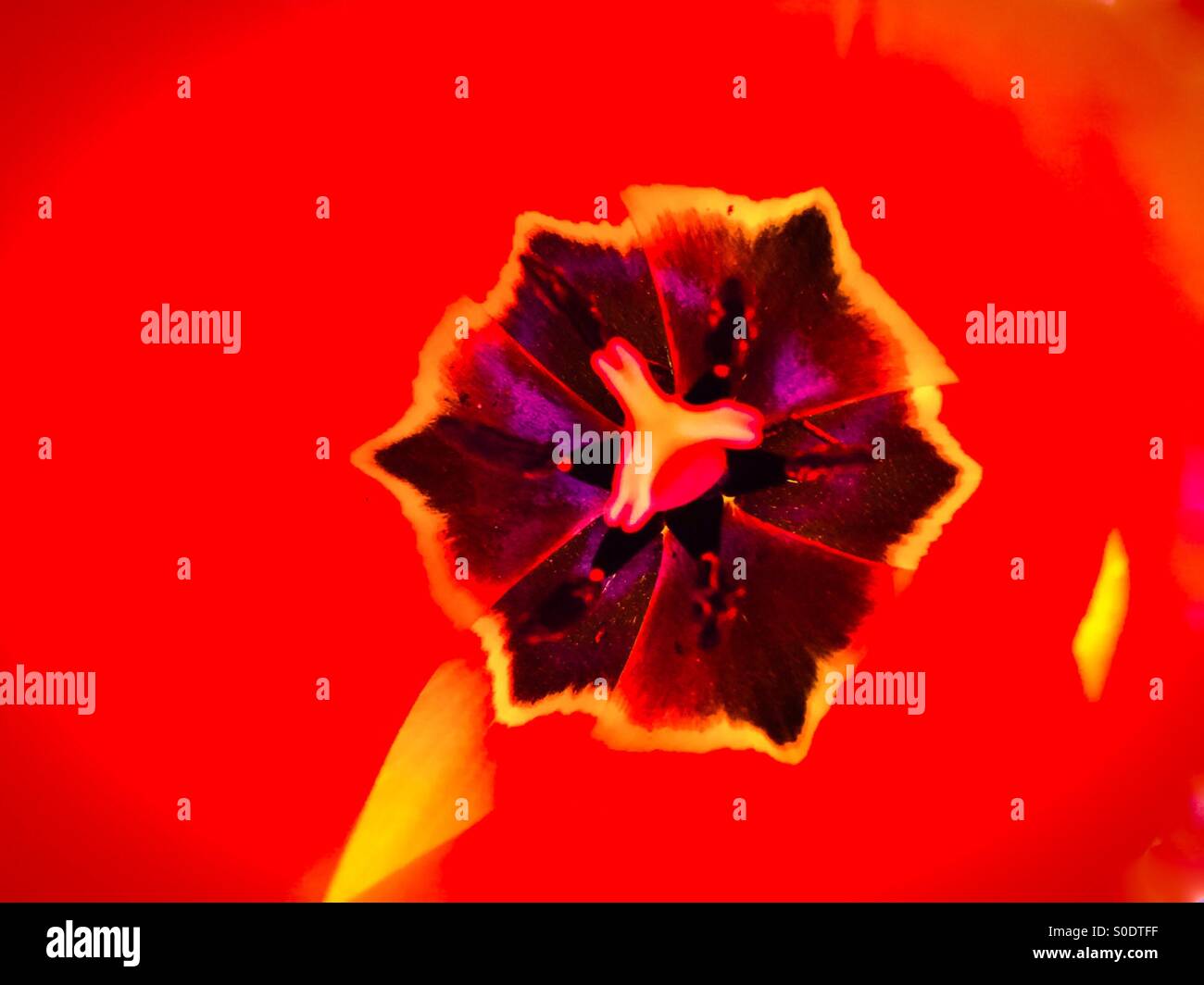 Tulip impression: the center dominates in rich colors and warm tones. Quintessential flower. Copy space. - Smartphone Captured Stock Image