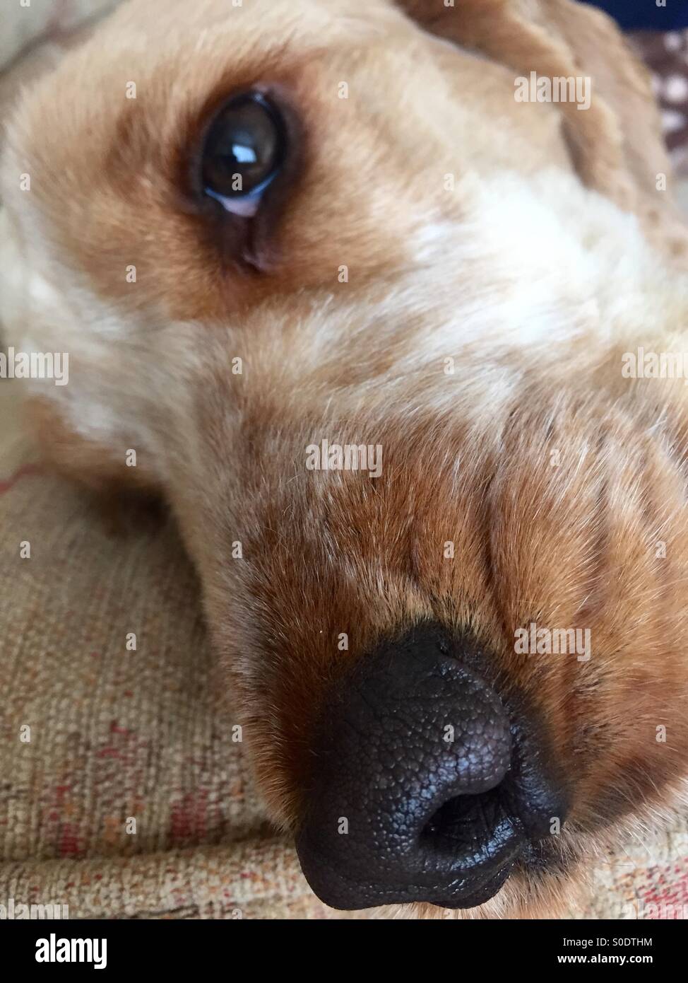 Lemon Cocker Lemon Cocker Spaniel High Resolution Stock Photography and Images - Alamy