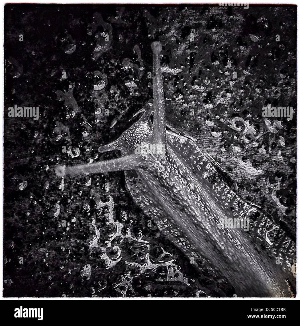 Common garden snail - Smartphone Captured Stock Image