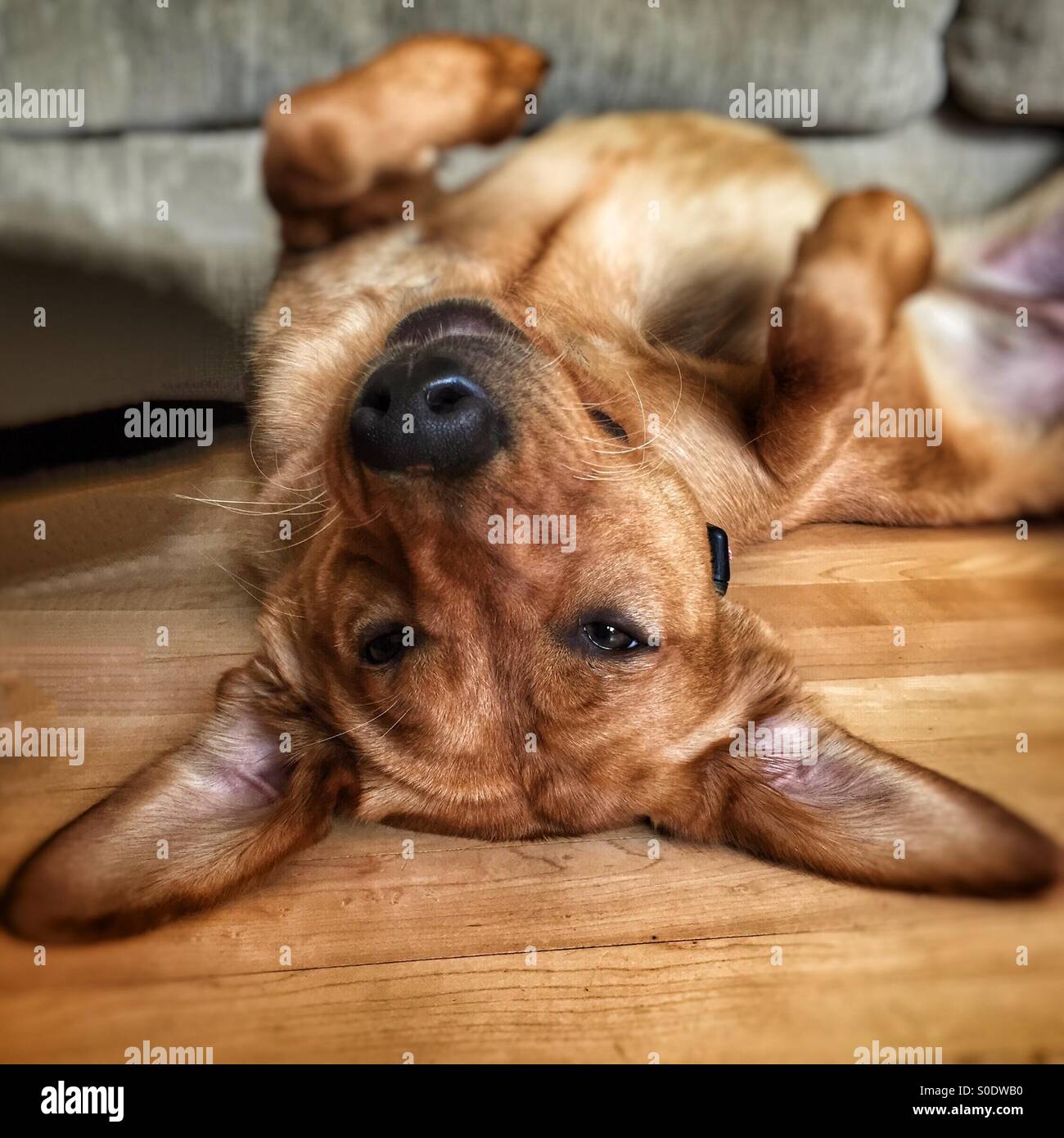 Funny dog relaxing upside down Stock Photo Alamy