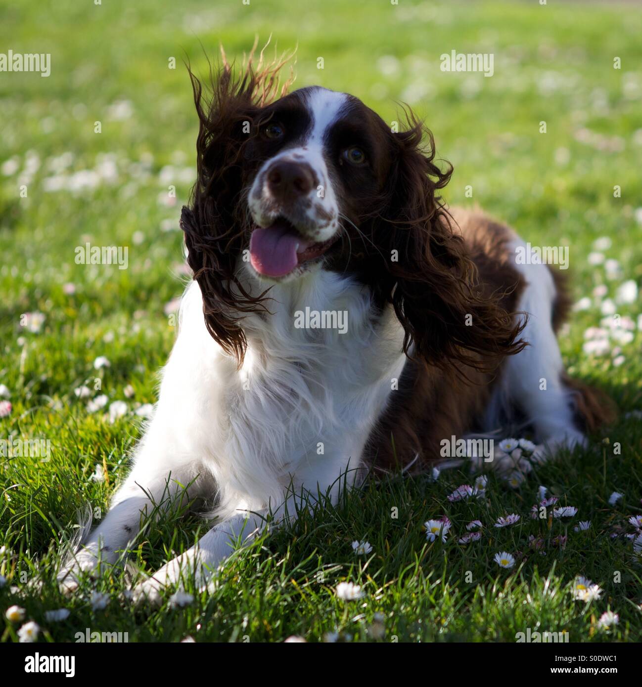 English Springer Spaniel happy in the grass - Smartphone Captured Stock Image