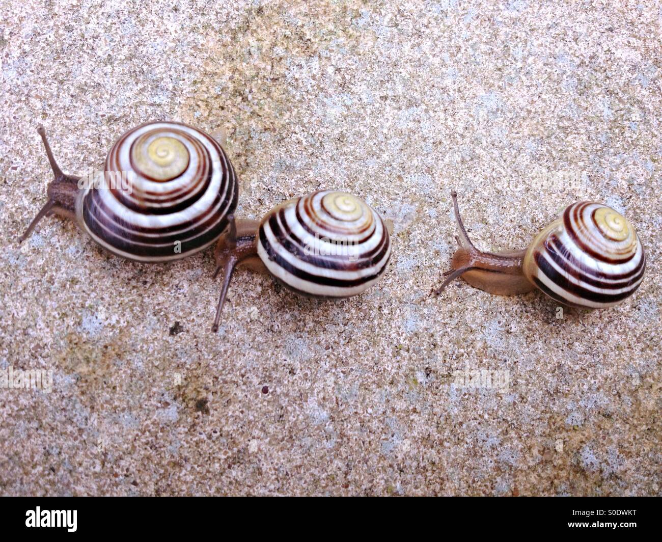 We three snails - Smartphone Captured Stock Image