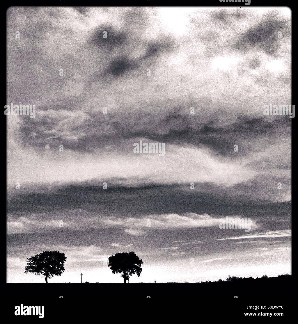Silhouette of two trees on the horizon with clouds above, in black and white - Smartphone Captured Stock Image