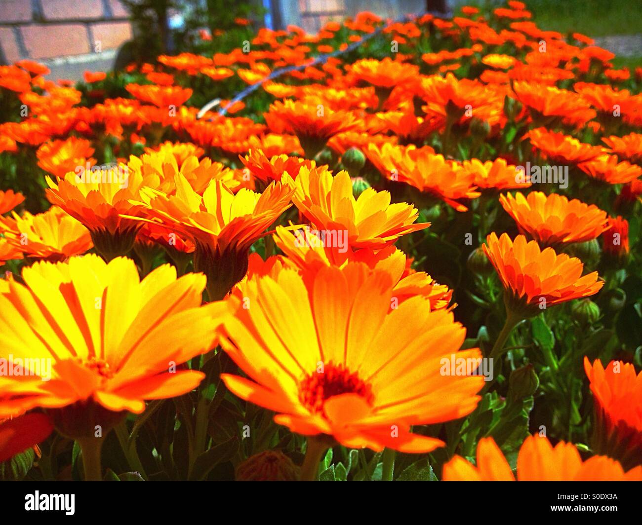 A good flowers Stock Photo Alamy