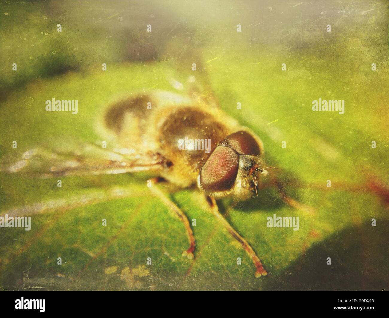 Close up of a hover fly - Smartphone Captured Stock Image