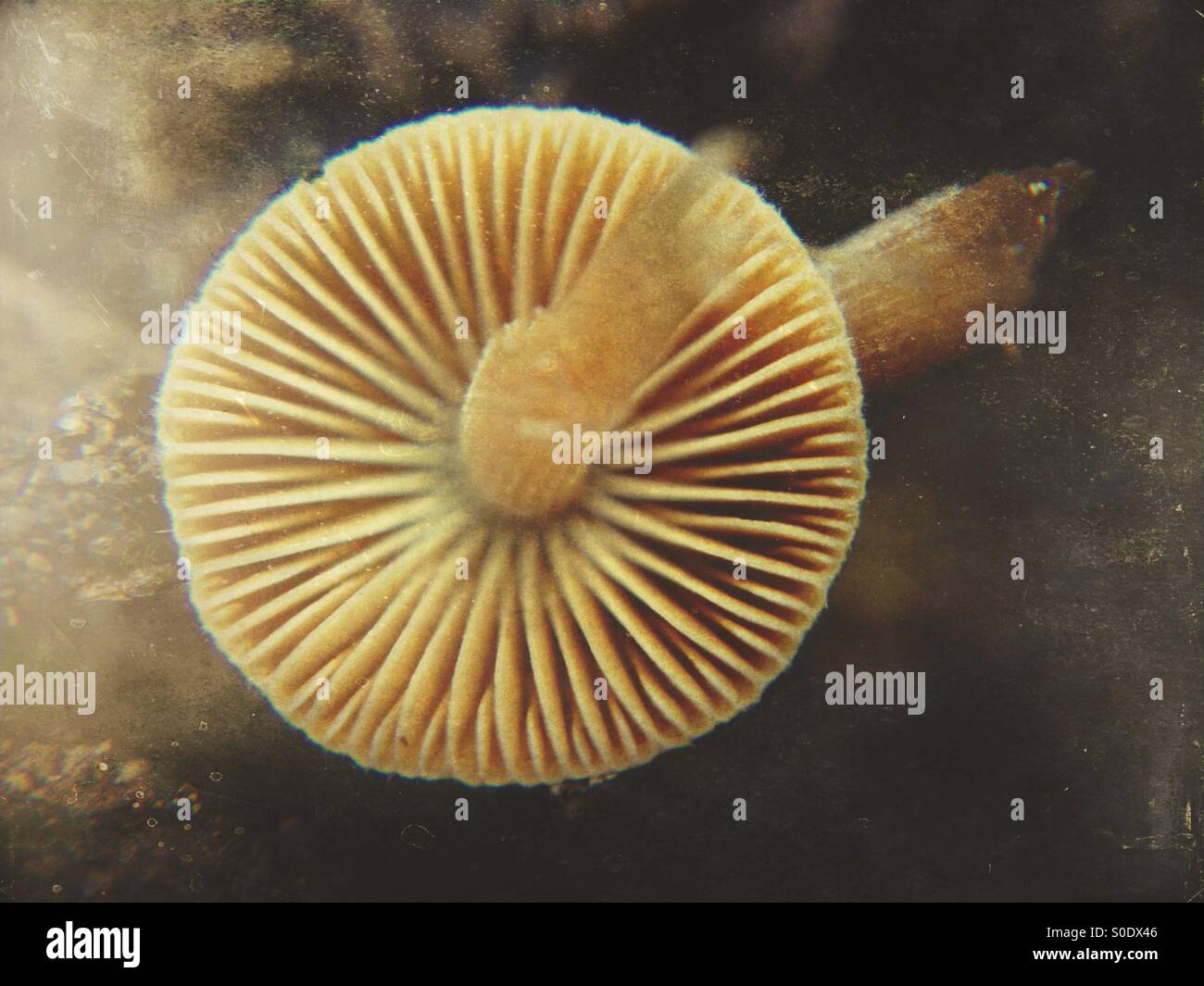 Underneath of a toadstool - Smartphone Captured Stock Image
